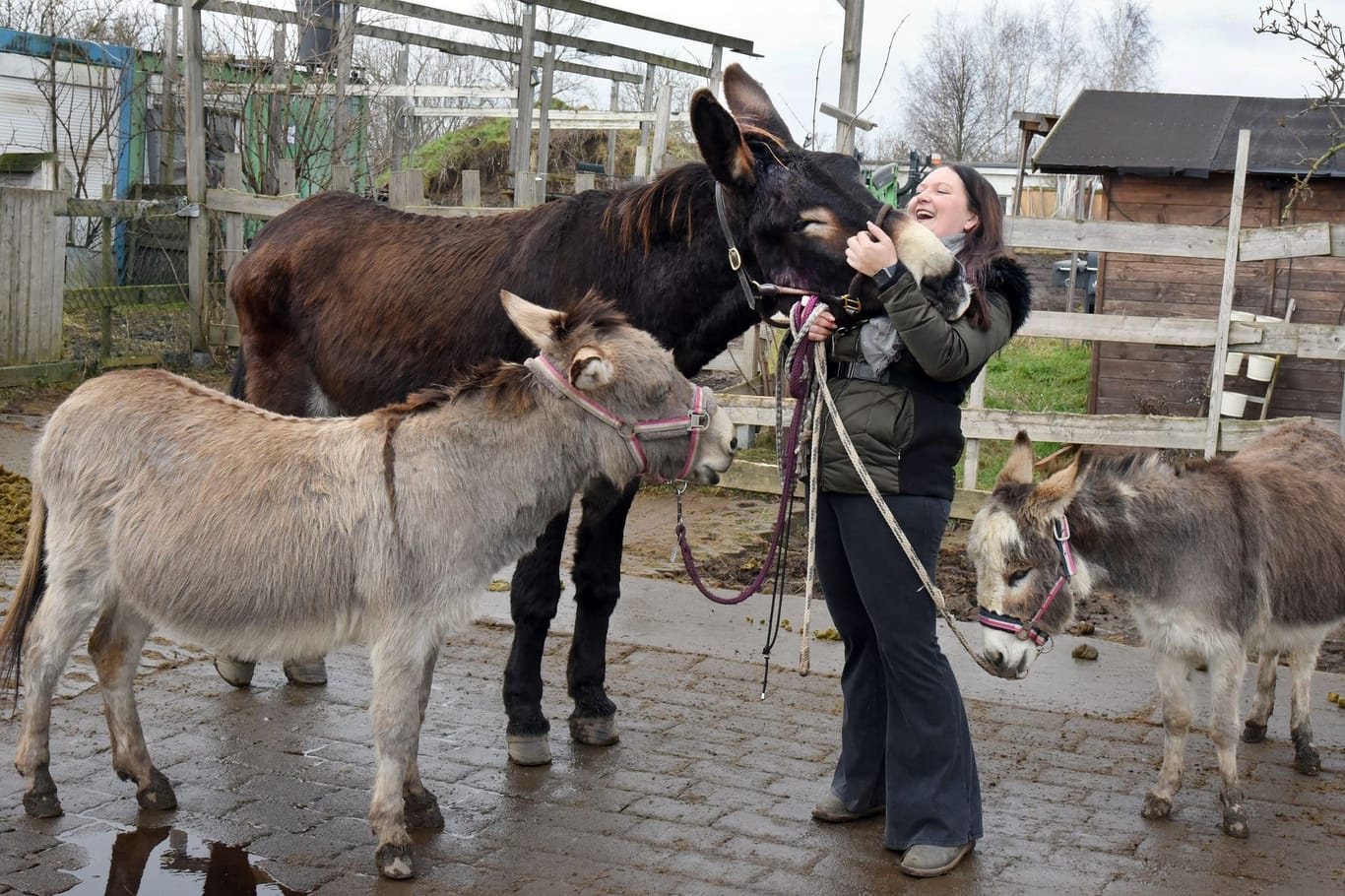 Katharina Perutzki liebkost hinter dem zwölfjährigen Esel Speedy (l) und der siebenjährigen Eselin Fifty Shades Ofgrey (r) lachend den etwa 1,74 Meter großen Esel Fred.