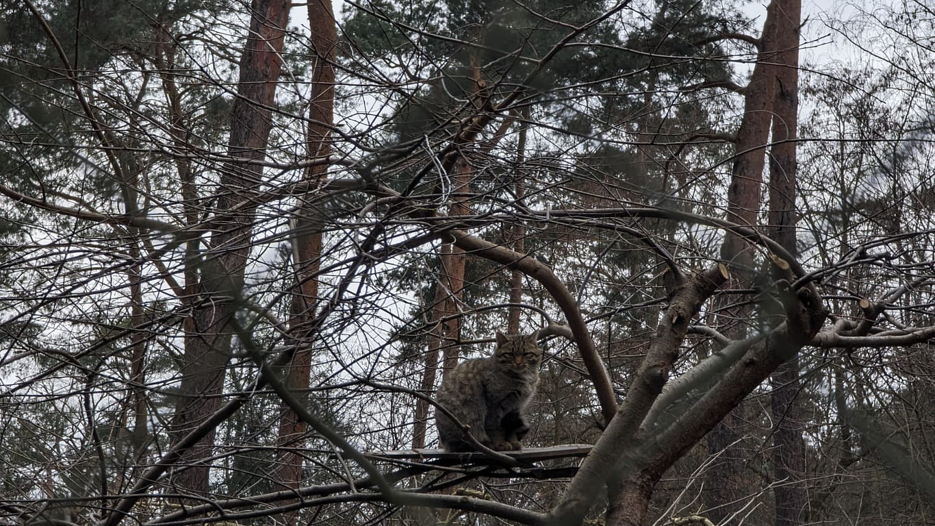 Hanauer Wildgehege "Alte Fasanerie": Eine Wildkatze sitzt in einer Baumkrone. Bei einer Veranstaltung des hessischen Wildparks kann man alles über die Lebensräume dieser scheuen Tiere erfahren.