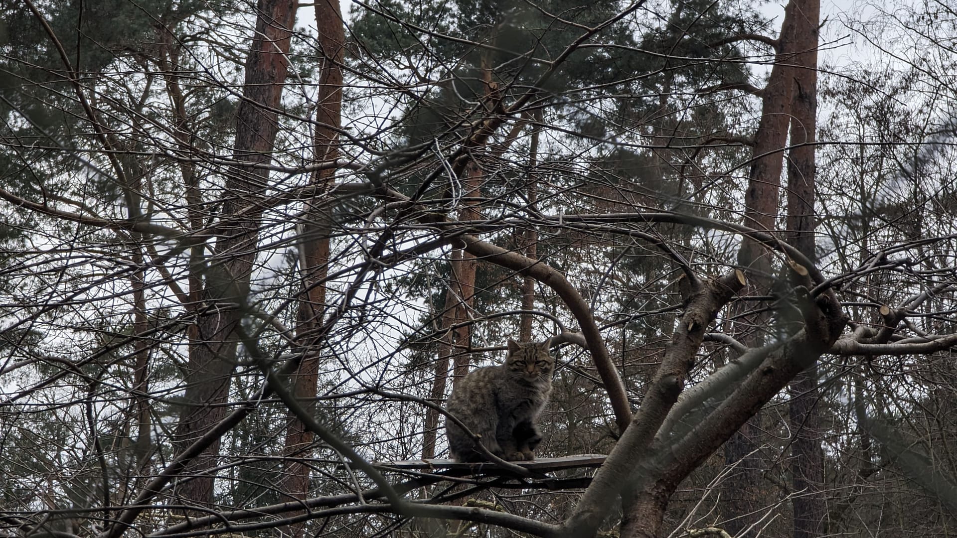 Hanauer Wildgehege "Alte Fasanerie": Eine Wildkatze sitzt in einer Baumkrone. Bei einer Veranstaltung des hessischen Wildparks kann man alles über die Lebensräume dieser scheuen Tiere erfahren.