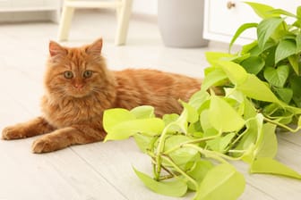 Adorable cat near green houseplant on floor at home