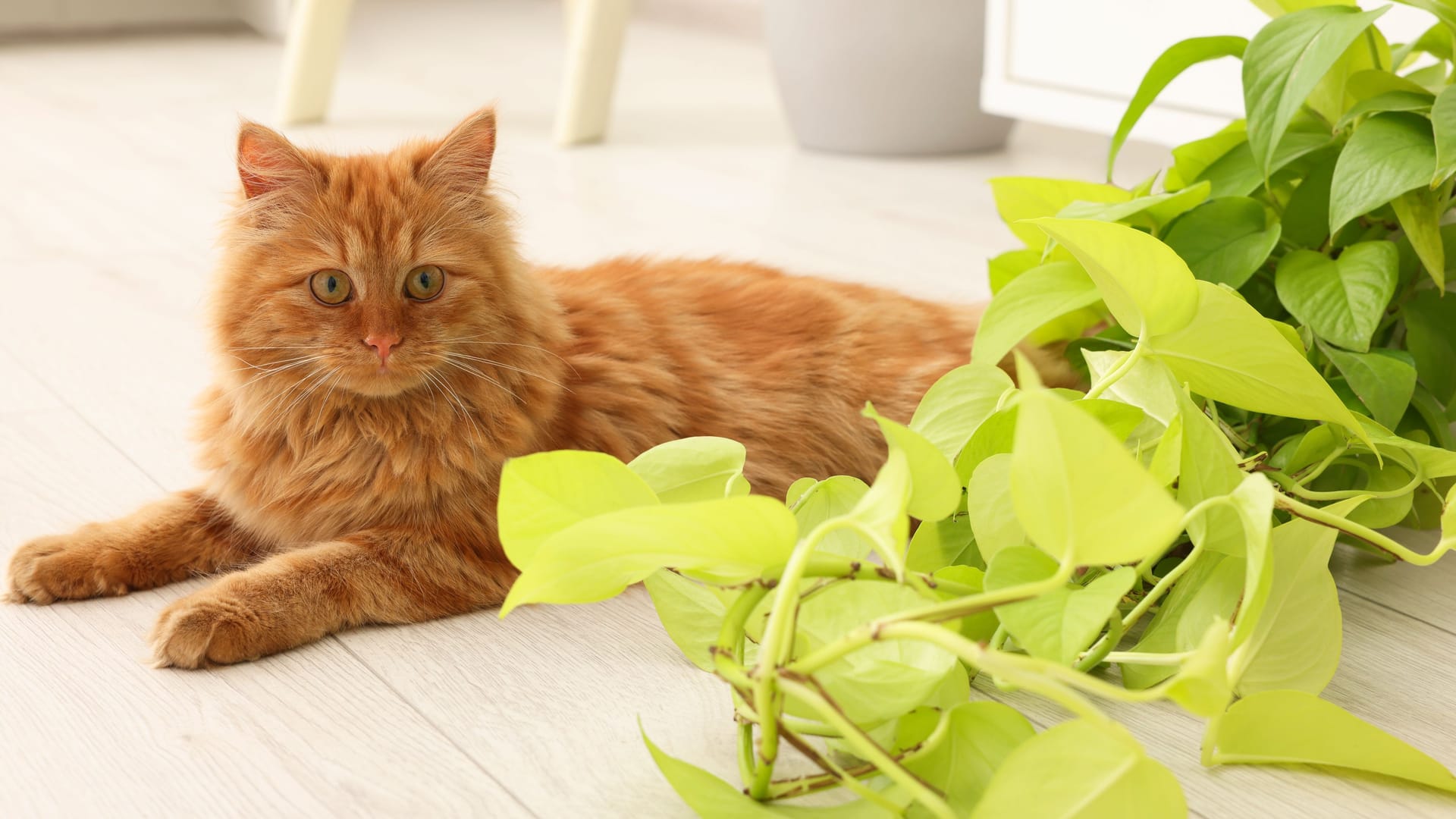 Adorable cat near green houseplant on floor at home