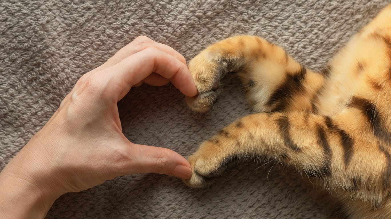 Eine Hand zwei Katzenpfoten formen ein Herz (Symbild): Das Tierheim Berlin sucht ein Zuhause für eine ganz besondere Katze.