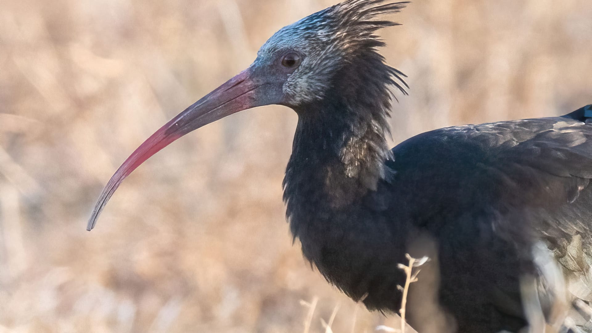 Knubbel: Ein Foto des Vogels, als er noch lebte.