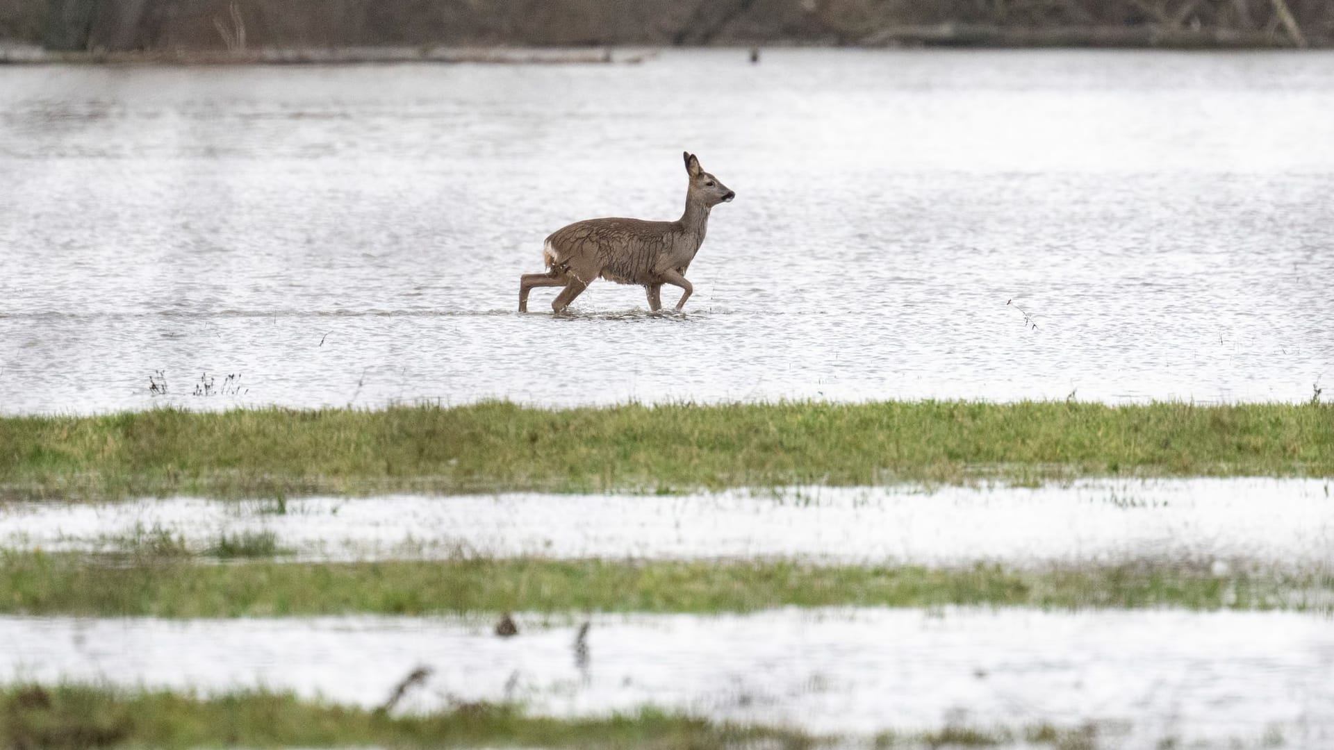Reh im Hochwasser