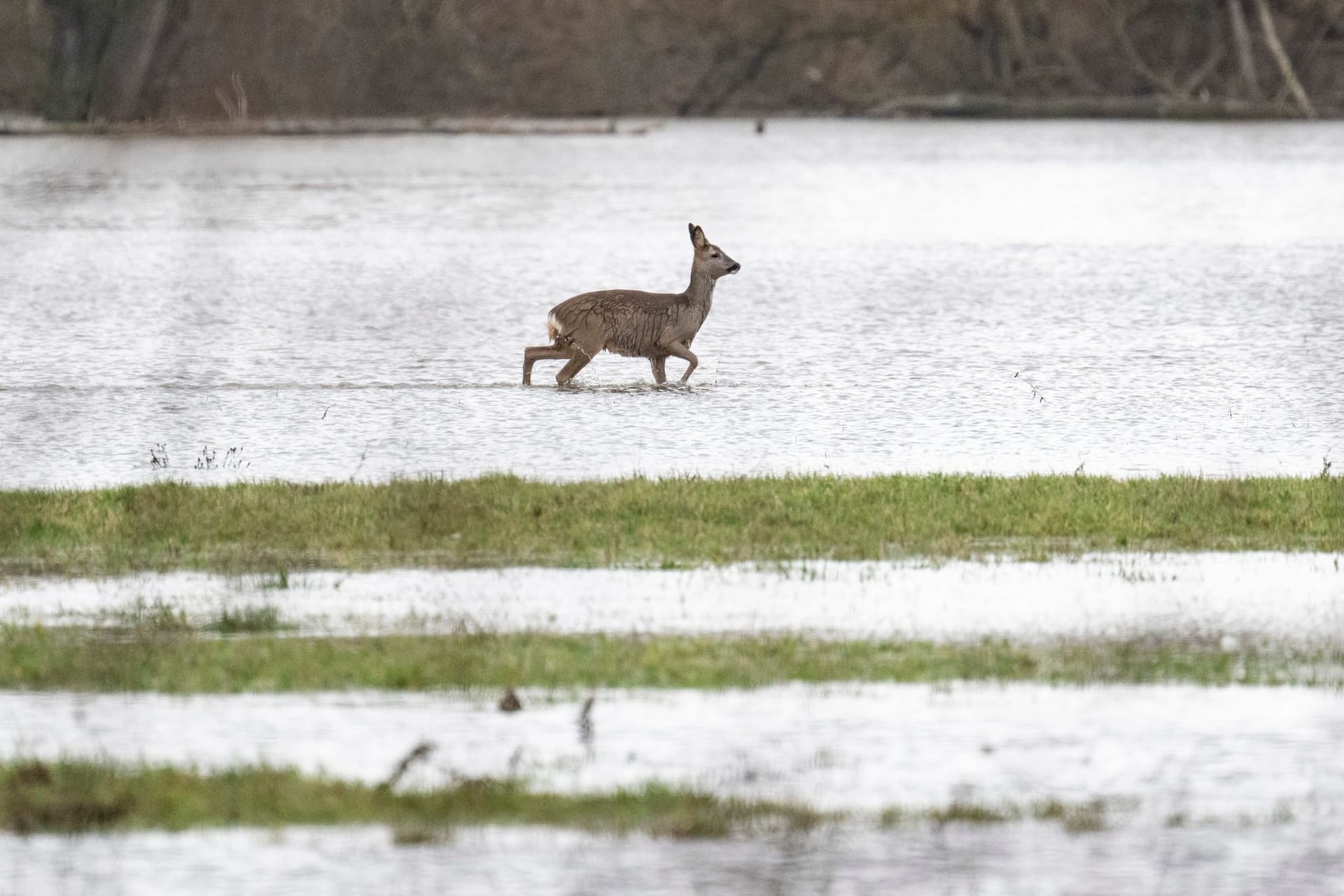 Reh im Hochwasser