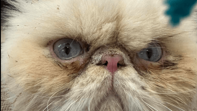 Besuche beim Tierarzt mag "Pieps" weiterhin nicht, das zeigt sein Gesichtsausdruck eindrucksvoll. Dennoch sehe er wesentlich fitter aus, als noch vor einigen Wochen.