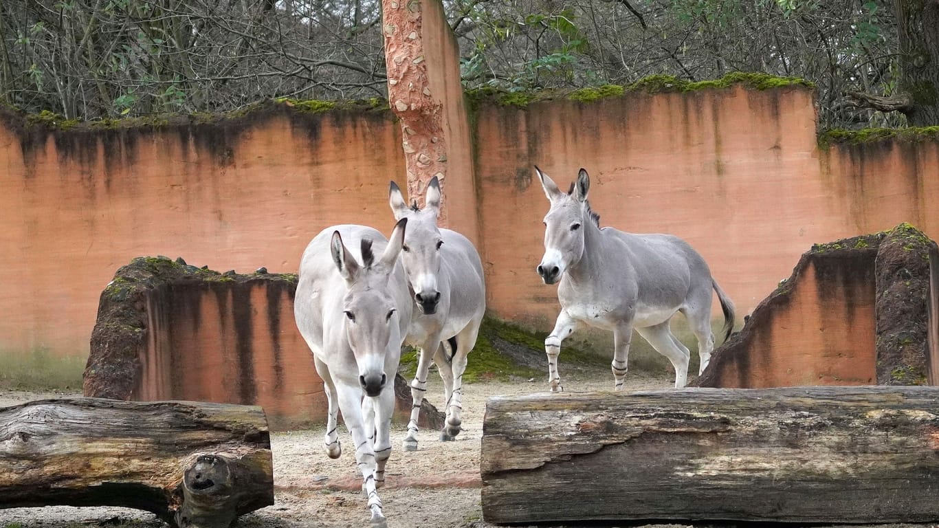 Die Gruppe fand im Zoo Hannover schnell zusammen.