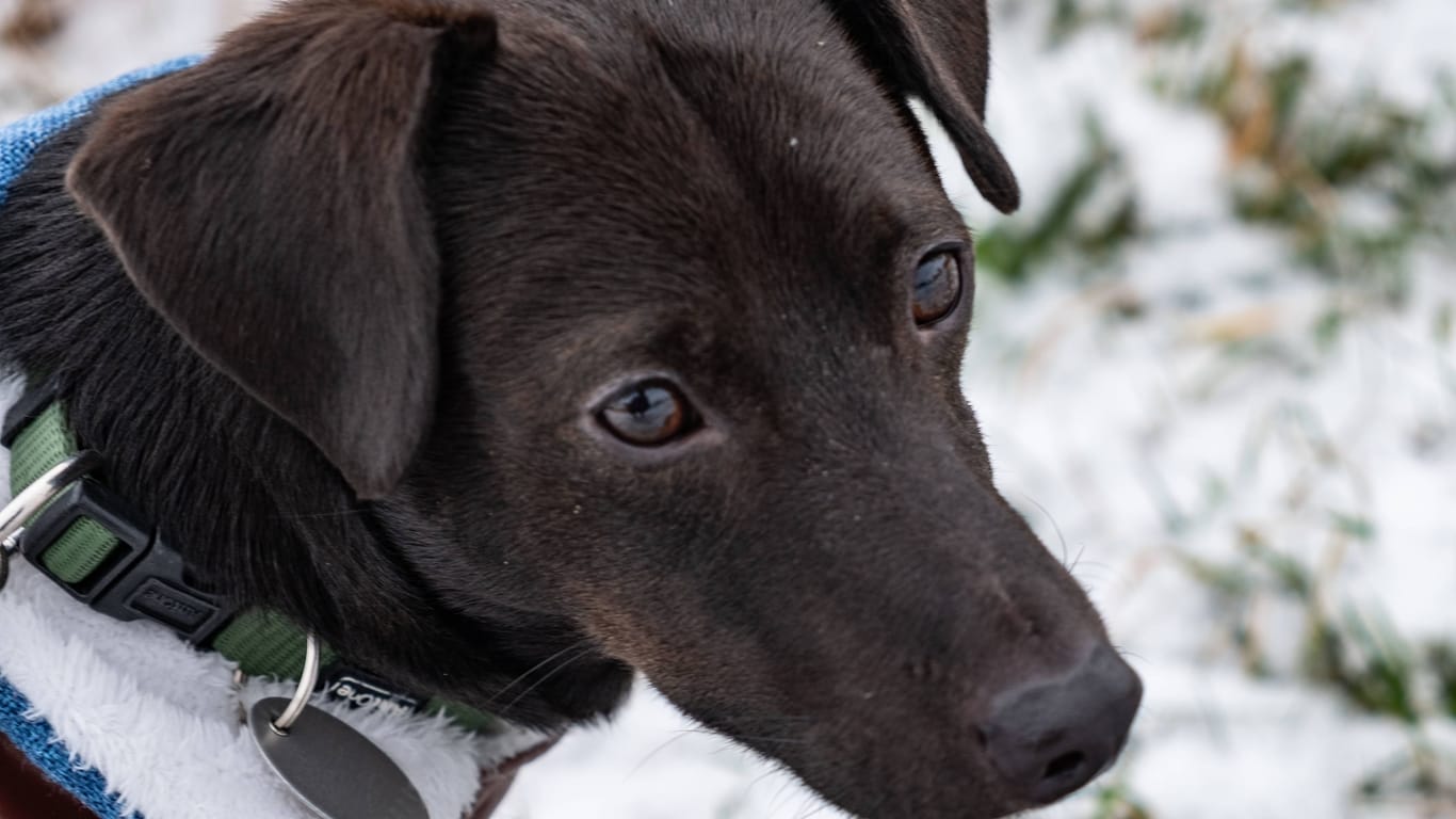 Ein kleiner Terriermischling entdeckt den Schnee (Symbolbild): Mischlinge sind in ganz Deutschland die beliebteste Hunderasse.