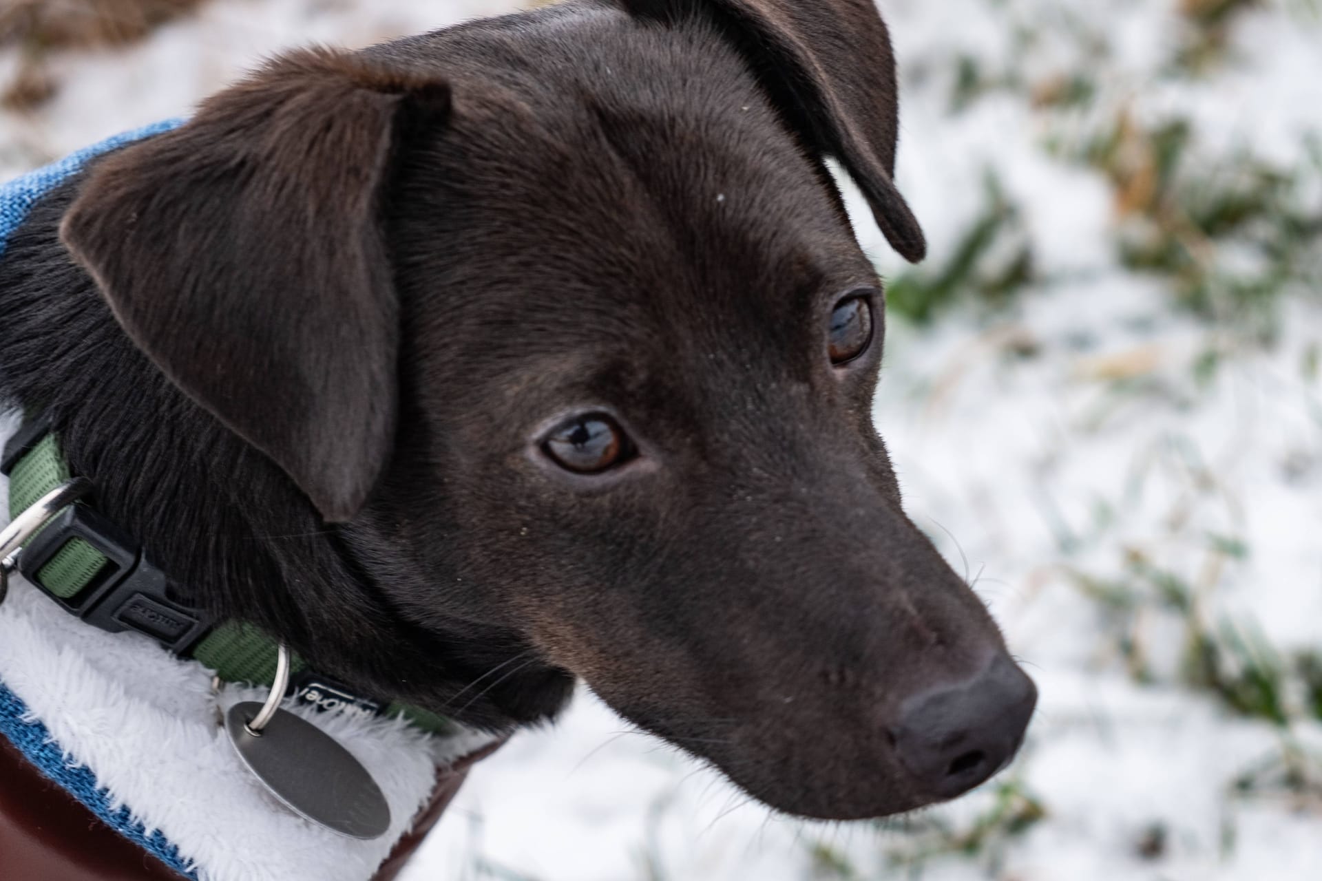 Ein kleiner Terriermischling entdeckt den Schnee (Symbolbild): Mischlinge sind in ganz Deutschland die beliebteste Hunderasse.