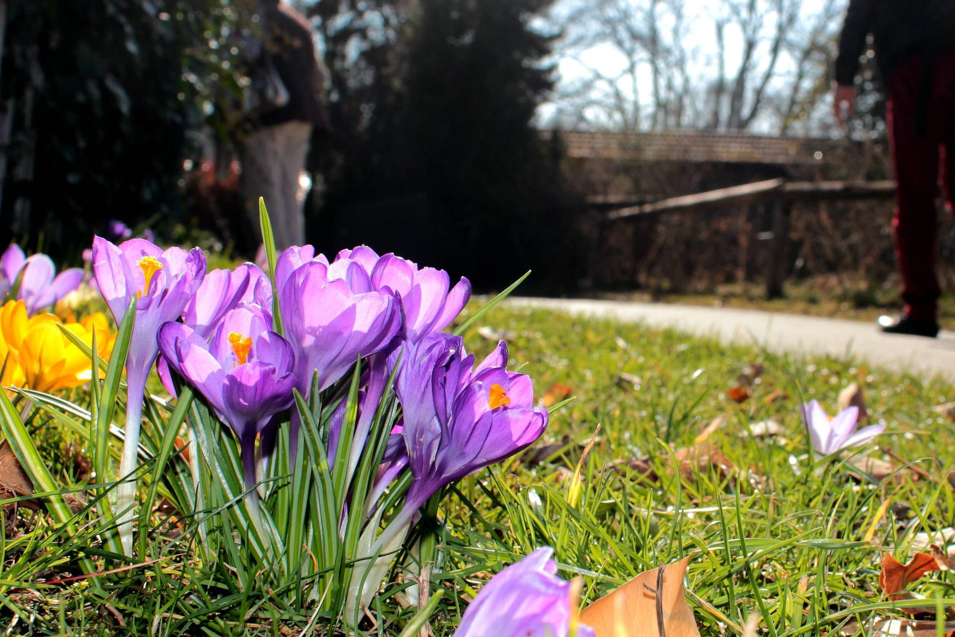 Blühende Krokusse (Symbolbild): Am Wochenende kann es in Teilen Deutschlands frühlingshaft werden.