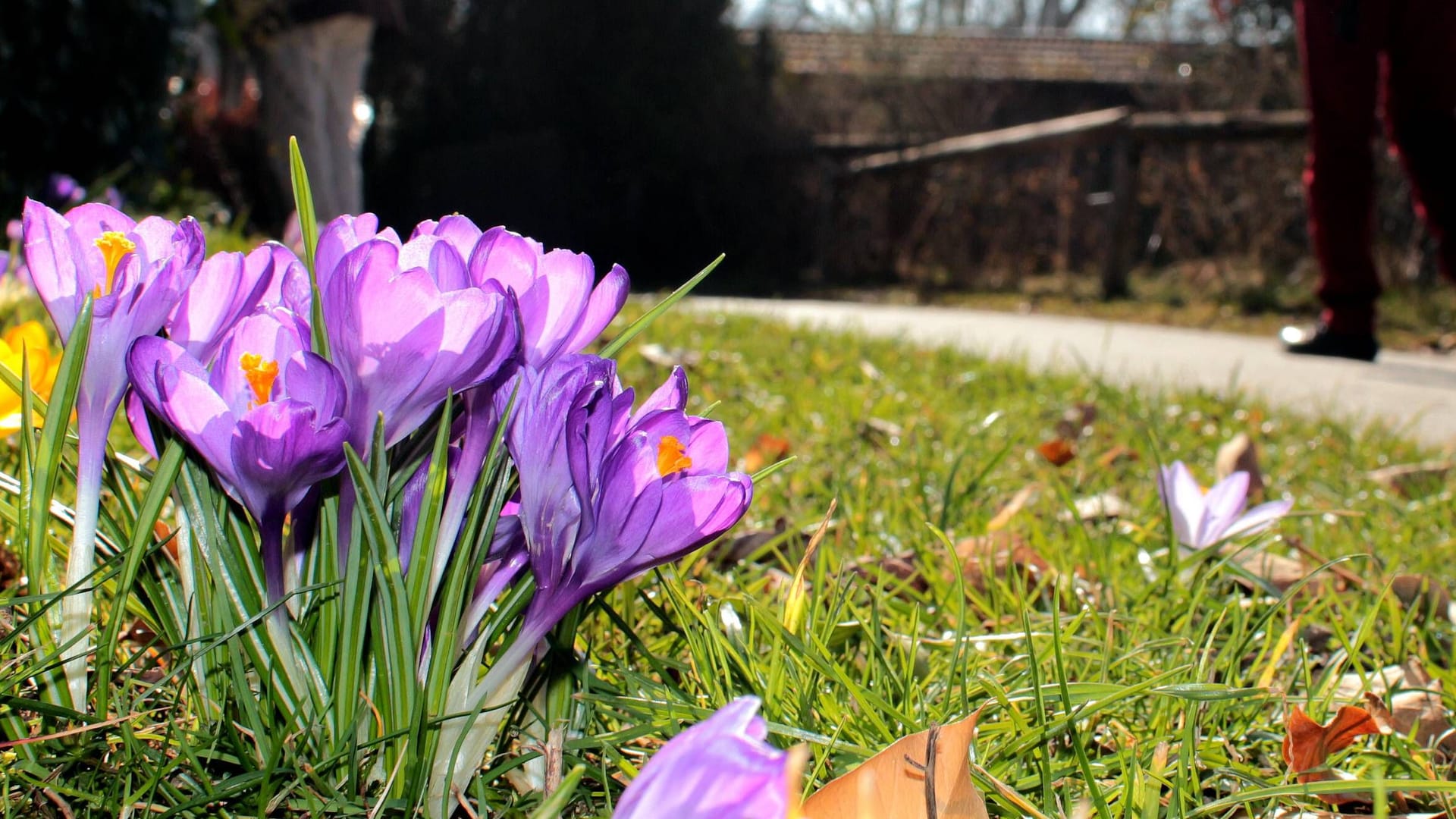 Blühende Krokusse (Symbolbild): Am Wochenende kann es in Teilen Deutschlands frühlingshaft werden.