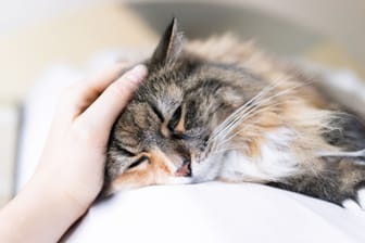 Eine Katze wird gestreichelt (Symbolfoto): Wer ein Hospiztier aufnimmt, weiß, dass die gemeinsame Zeit begrenzt ist.