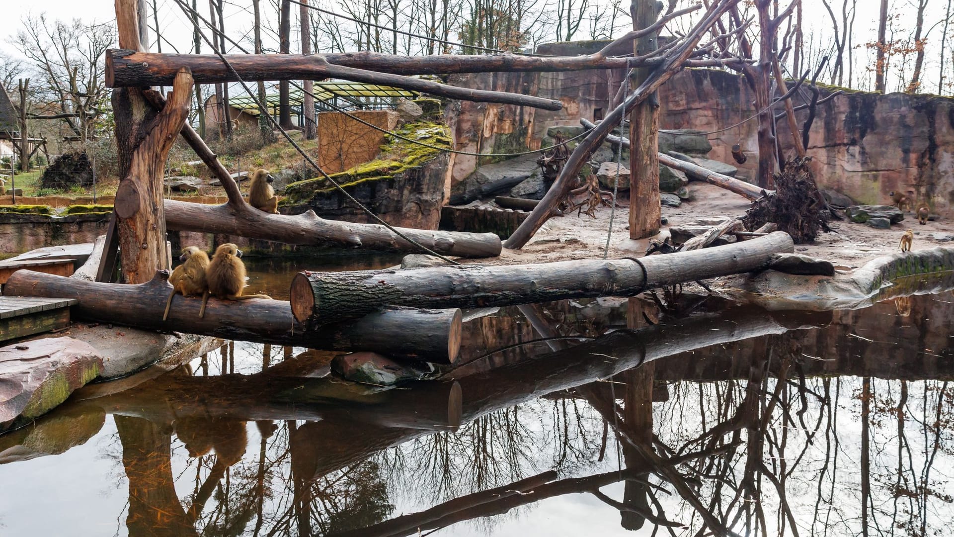 Blick auf die Außenanlage der Paviane im Tiergarten Nürnberg: Unter den Tieren soll es immer wieder zu Konflikten kommen.