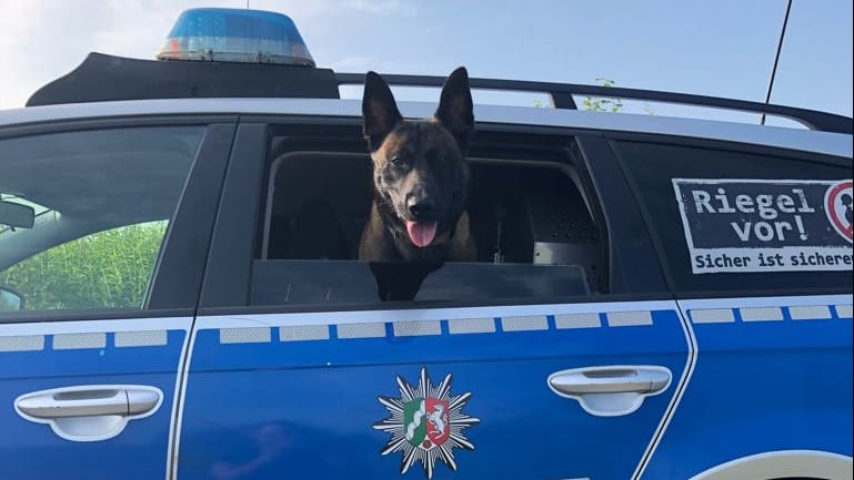 Diensthund "Jack" sitzt in einem Polizeiauto: Bei der Festnahme mehrerer Einbrecher half der Vierbeiner fleißig mit. Diensthund "Jack" sitzt in einem Polizeiauto: Bei der Festnahme mehrerer Einbrecher half der Vierbeiner fleißig mit.