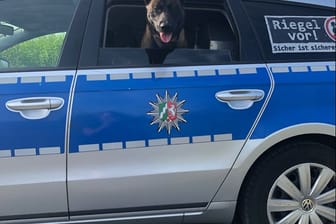 Diensthund "Jack" sitzt in einem Polizeiauto: Bei der Festnahme mehrerer Einbrecher half der Vierbeiner fleißig mit.