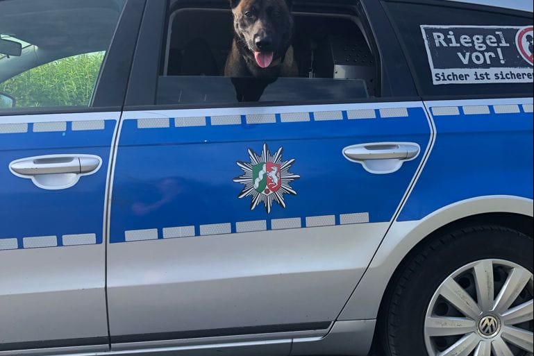 Diensthund "Jack" sitzt in einem Polizeiauto: Bei der Festnahme mehrerer Einbrecher half der Vierbeiner fleißig mit.