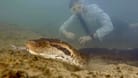 Die wohl größte Schlange der Welt: Die Nördliche Grüne Anakonda kann bis zu 7,3 Meter lang werden.