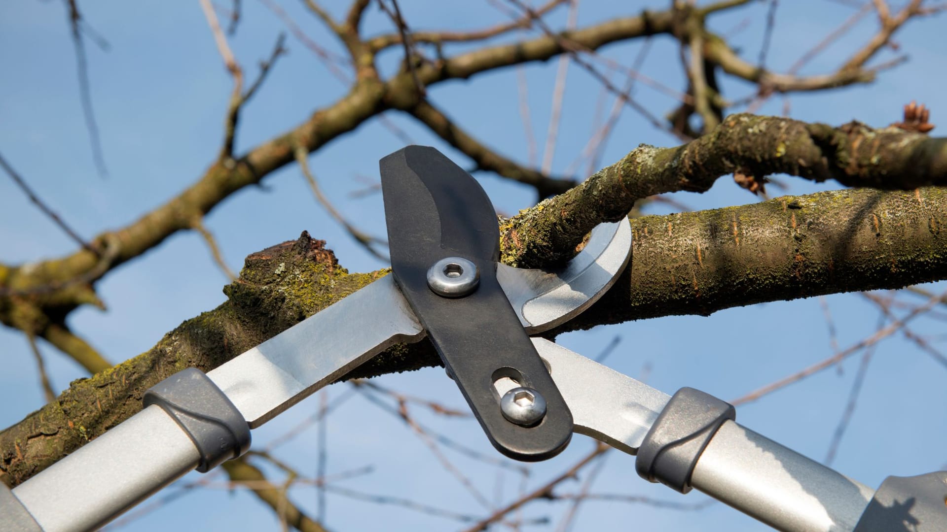 Gartenarbeit im Februar: Wichtig ist, für den Baumschnitt nur scharfe Scheren zu verwenden.