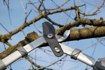 Gartenarbeit im Februar: Wichtig ist, für den Baumschnitt nur scharfe Scheren zu verwenden.