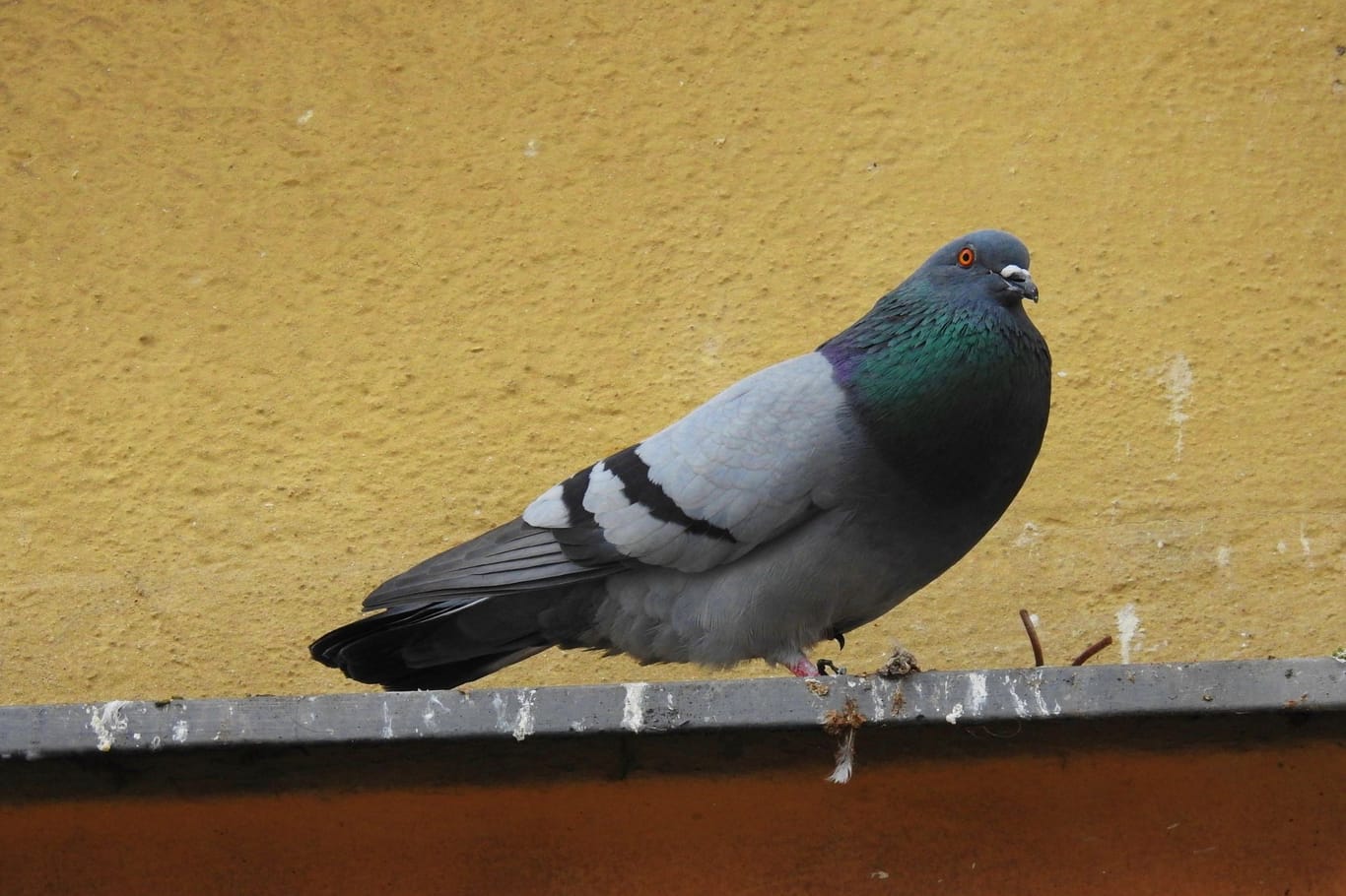 Stadtvogel: Tauben sind sowohl in Städten als auch auf Dörfern zu sehen.