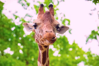 close-up portrait of a cheerful giraffe. Sticks out tongue