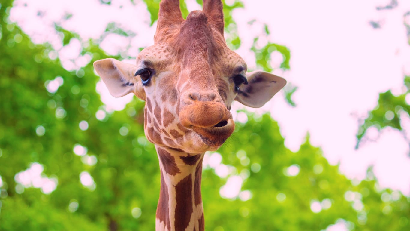close-up portrait of a cheerful giraffe. Sticks out tongue