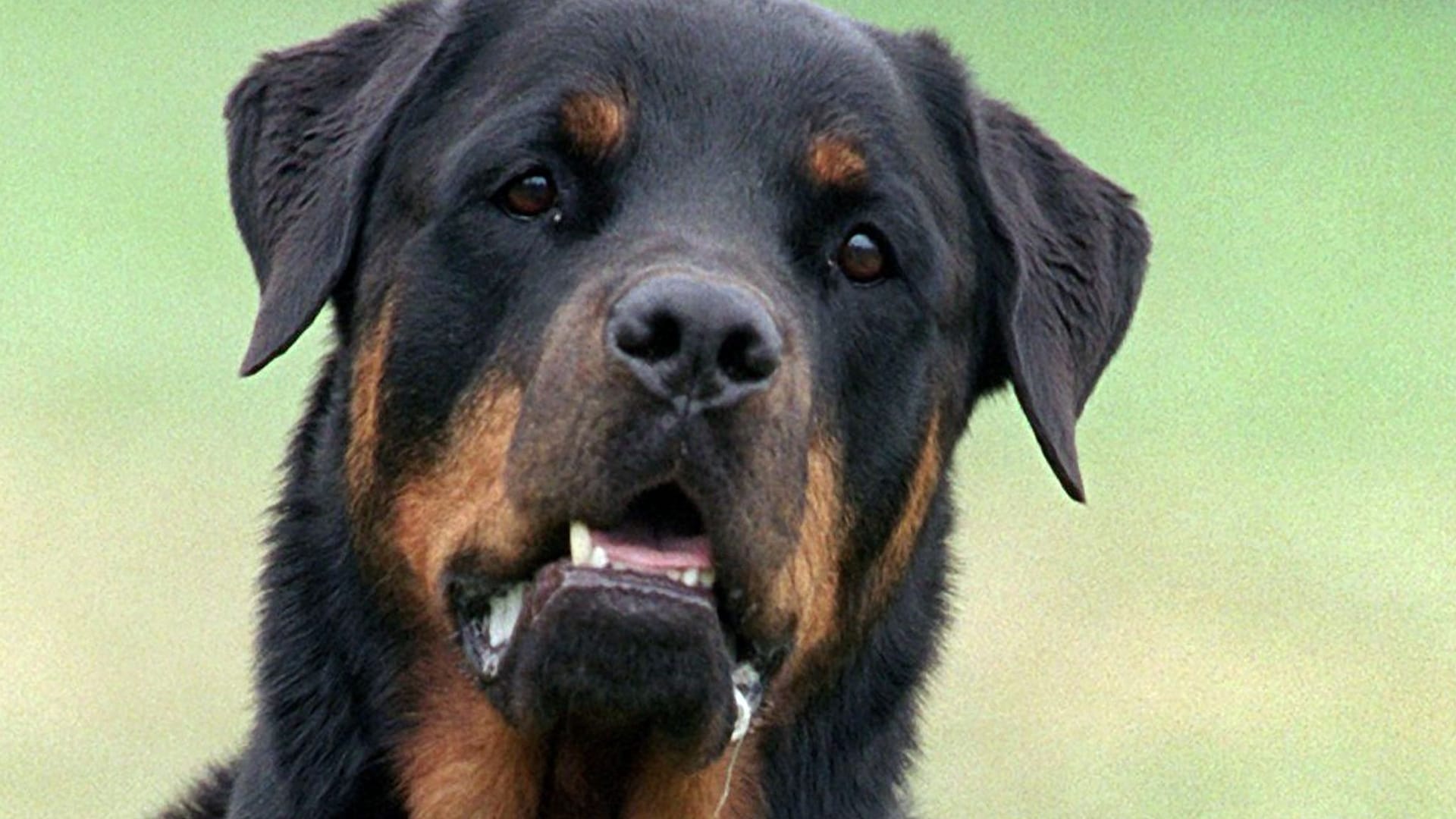 Rottweiler-Angriff