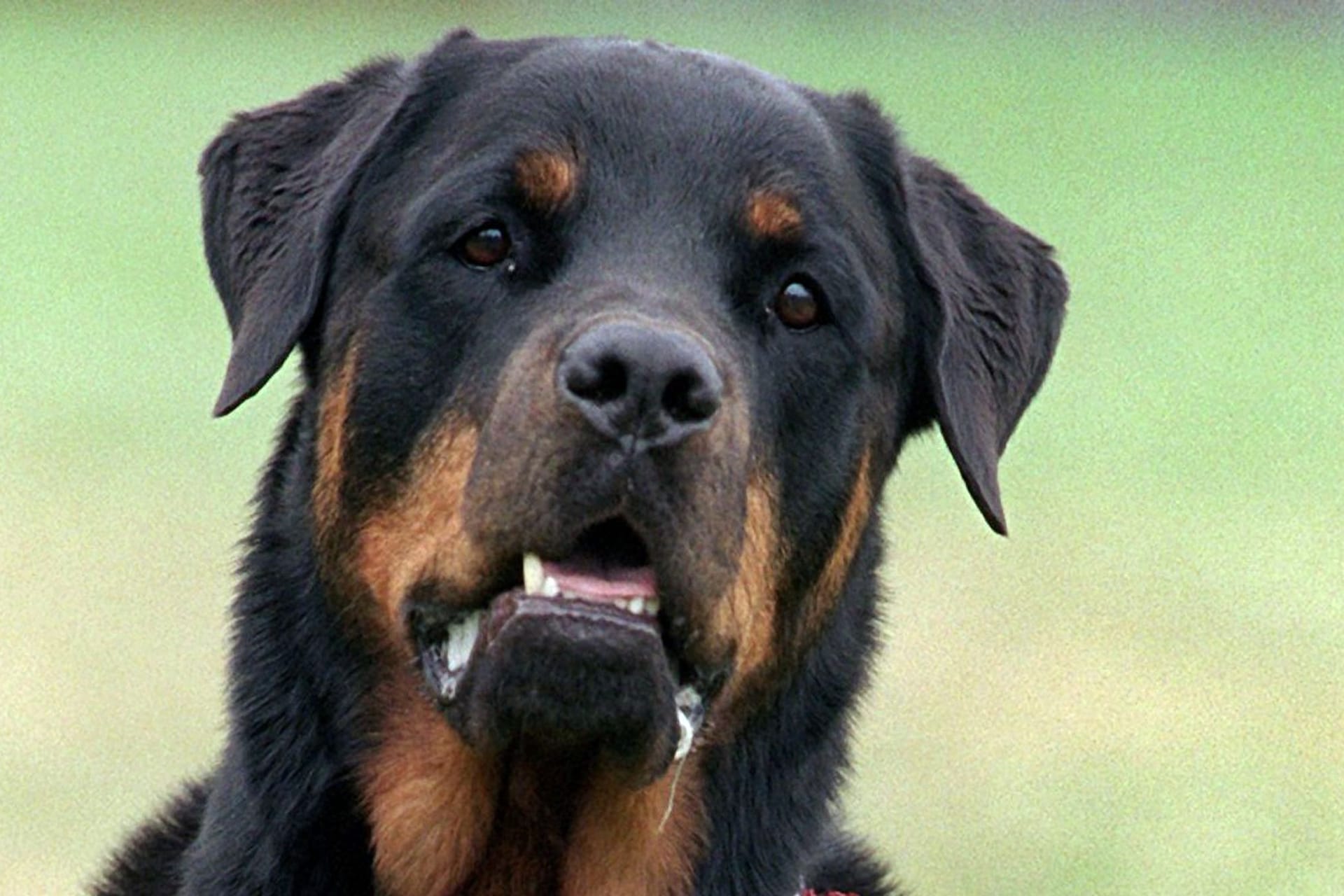Rottweiler-Angriff