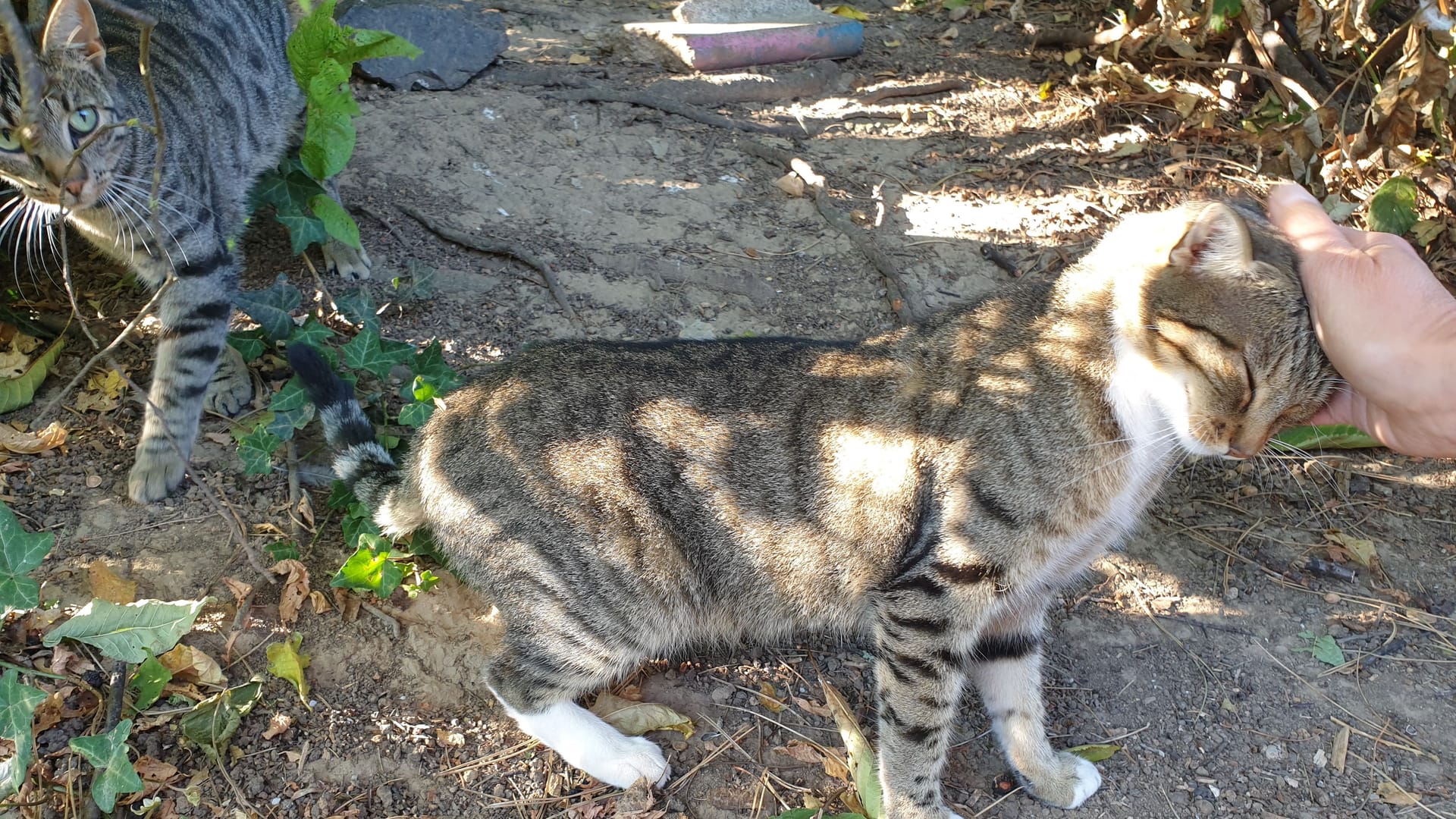 Straßenkatze lässt sich streicheln