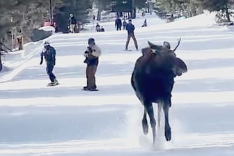 Elch sorgt auf Skipiste für Chaos