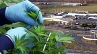 Cannabis: In diesem Hochsicherheitstrakt wächst der...