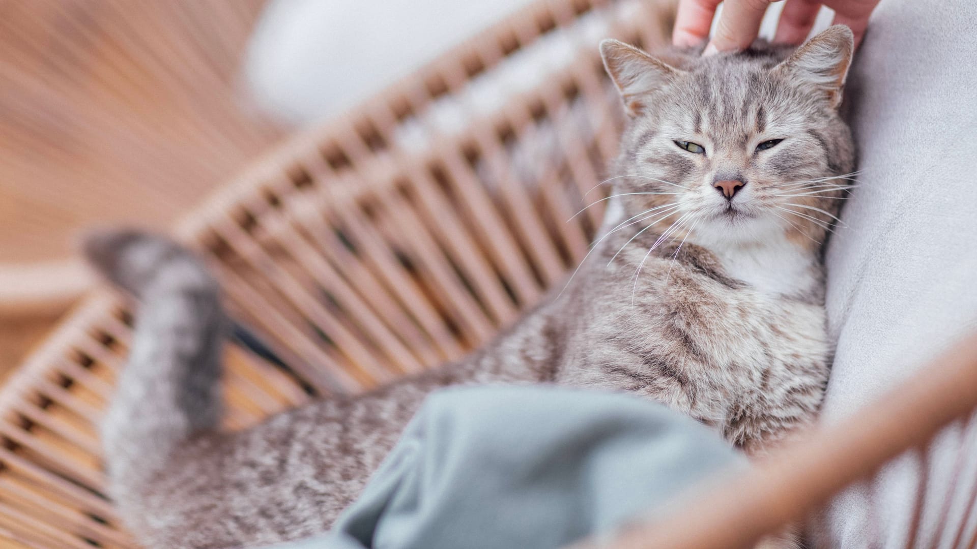 Ein grau-gestreifter Kater liegt in einem Korb (Symbolbild): In Delmenhorst ist ein solches Tier nach einem Polizeieinsatz ums Leben gekommen.