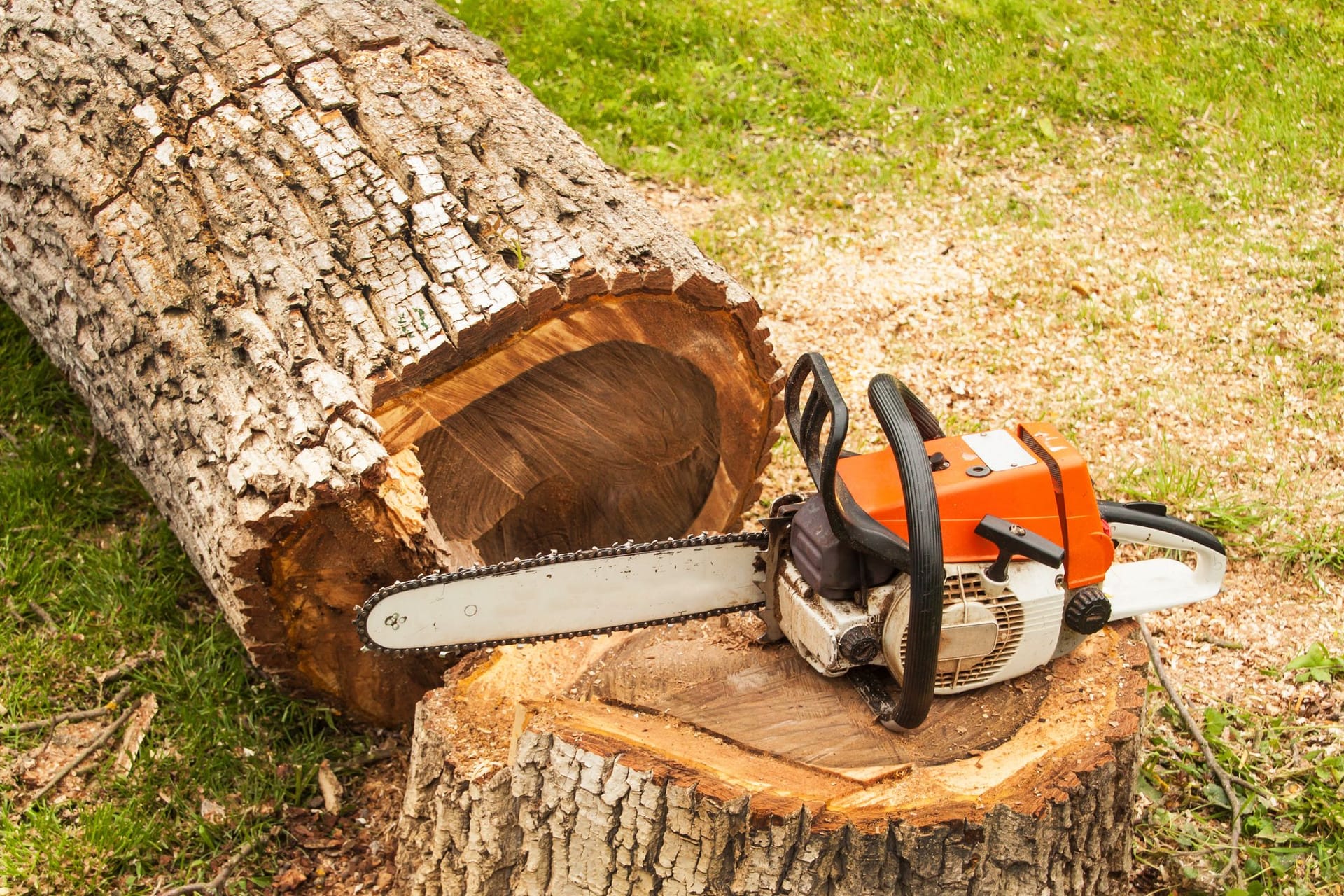 Gartenarbeit: Wer einen Baum fällen möchte, sollte einiges beachten.