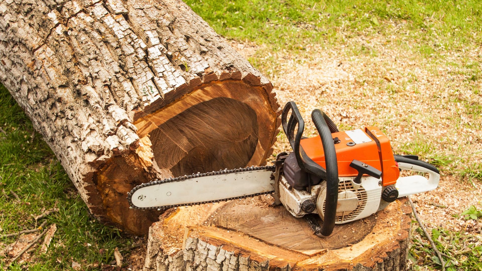 Gartenarbeit: Wer einen Baum fällen möchte, sollte einiges beachten.