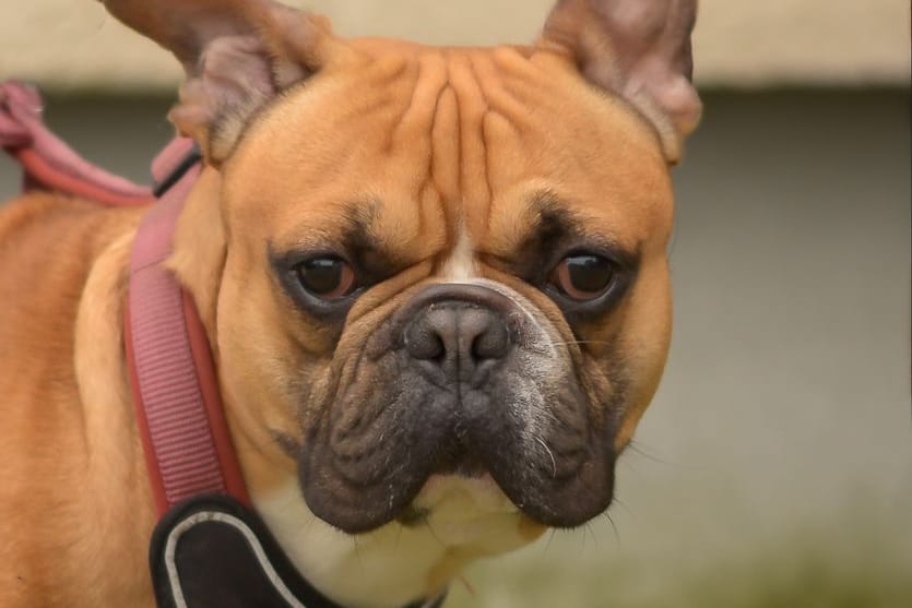 Die französische Bulldogge Rabauke: Er kam als Fundtier ins Essener Tierheim und erlitt ein trauriges Schicksal.
