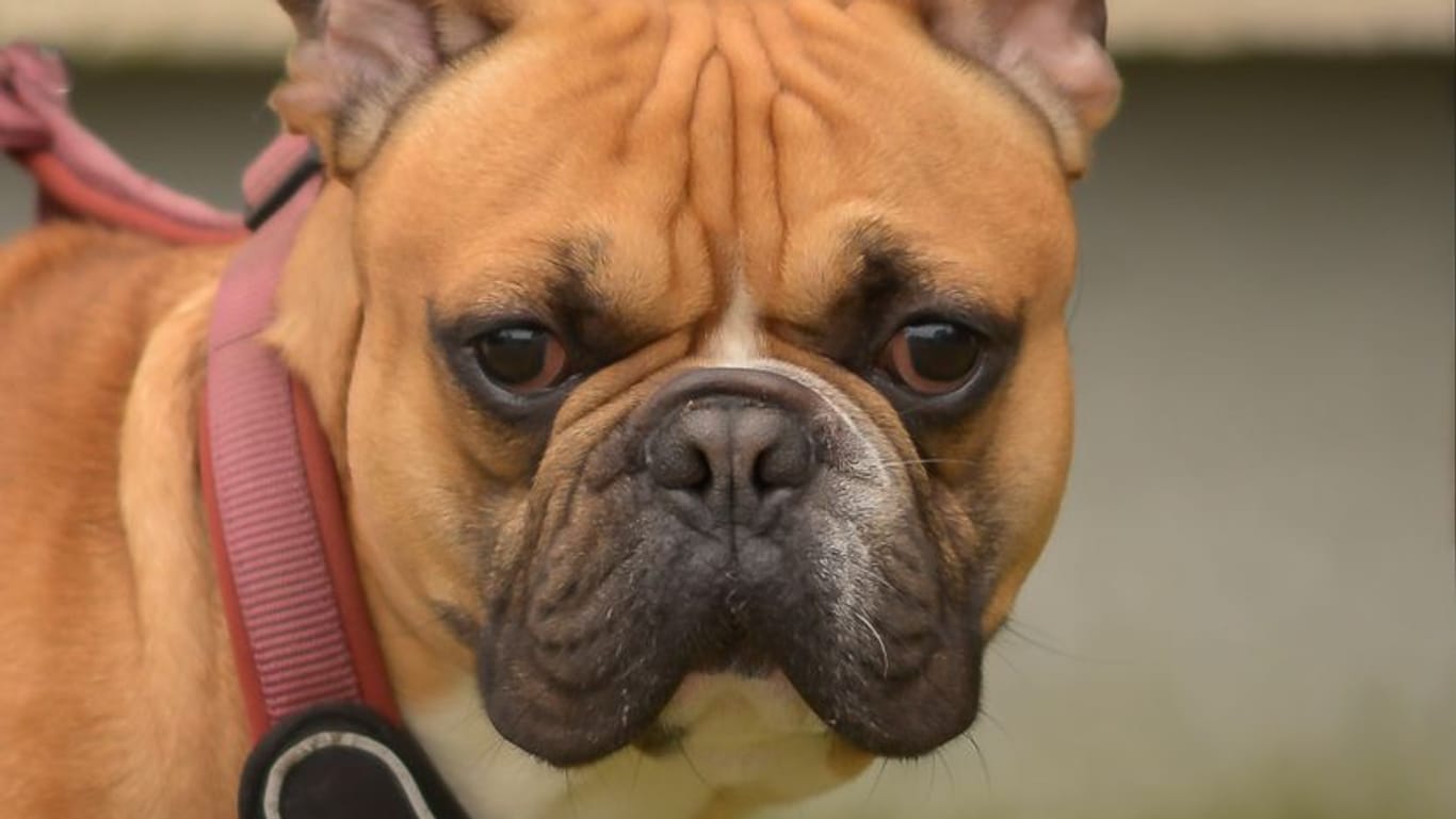 Die französische Bulldogge Rabauke: Er kam als Fundtier ins Essener Tierheim und erlitt ein trauriges Schicksal.