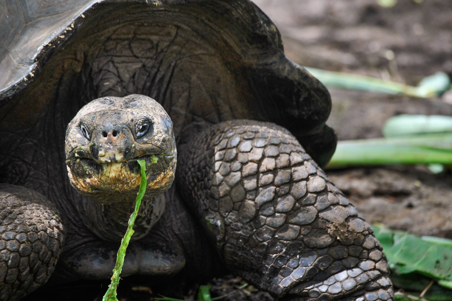 Eine Galapagos-Riesenschildkröte