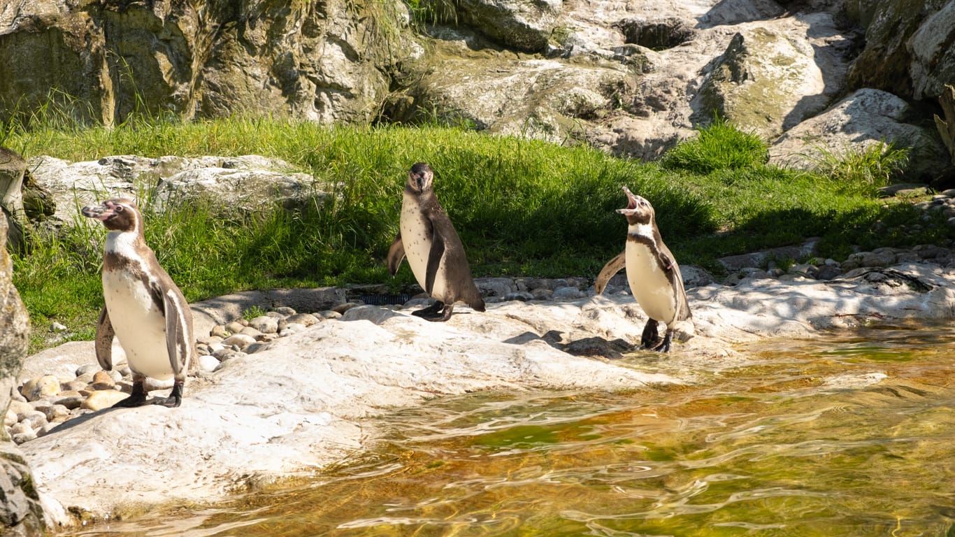 A family of Galapagos penguins walks in nature near a pond.