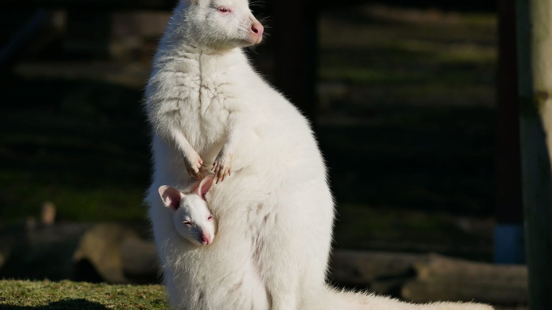 Weißes Känguru im Zoo Hoyerswerda