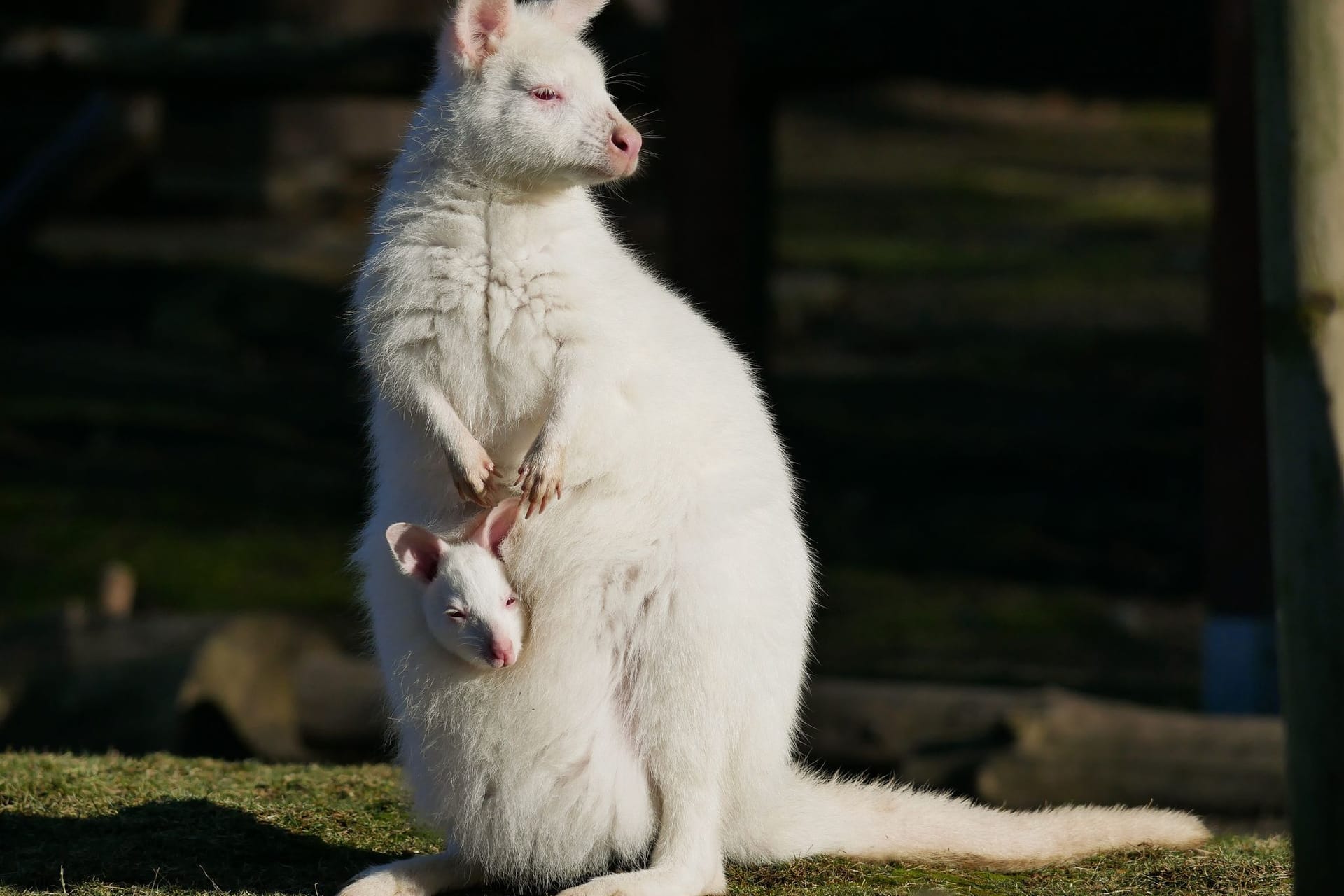 Weißes Känguru im Zoo Hoyerswerda