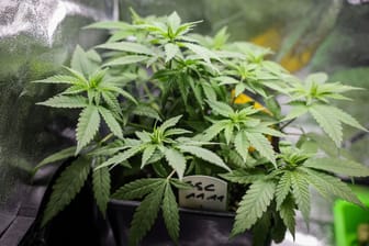 Cannabispflanzen (Symbolbild): Erwachsene dürfen nun grundsätzlich 25 Gramm Cannabis zum Eigenkonsum besitzen.