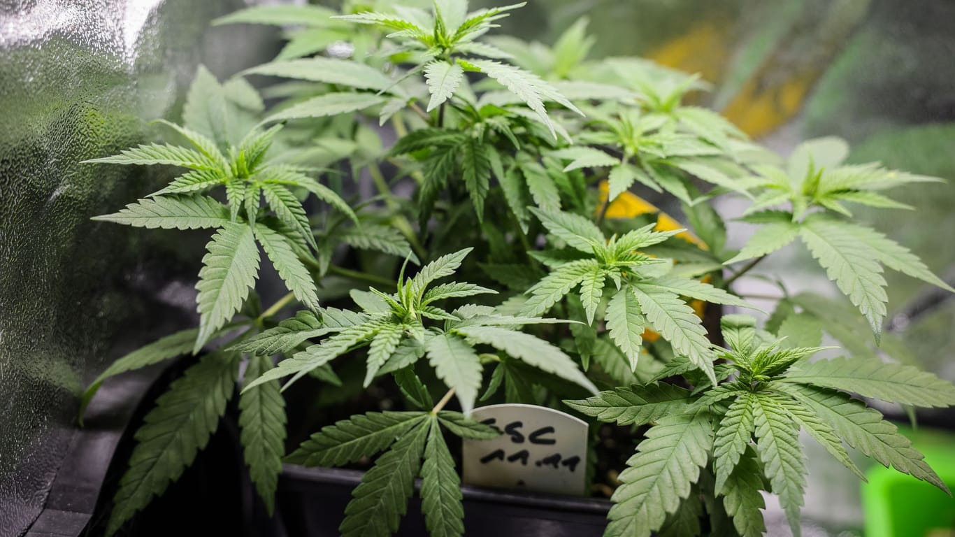 Cannabispflanzen (Symbolbild): Erwachsene dürfen nun grundsätzlich 25 Gramm Cannabis zum Eigenkonsum besitzen.