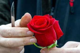 Eine Floristin mit einer roten Rose: Wer seine Liebe mit Blumen zeigen will, muss dieses Jahr auch zu deutlich höheren Kosten bereit sein.