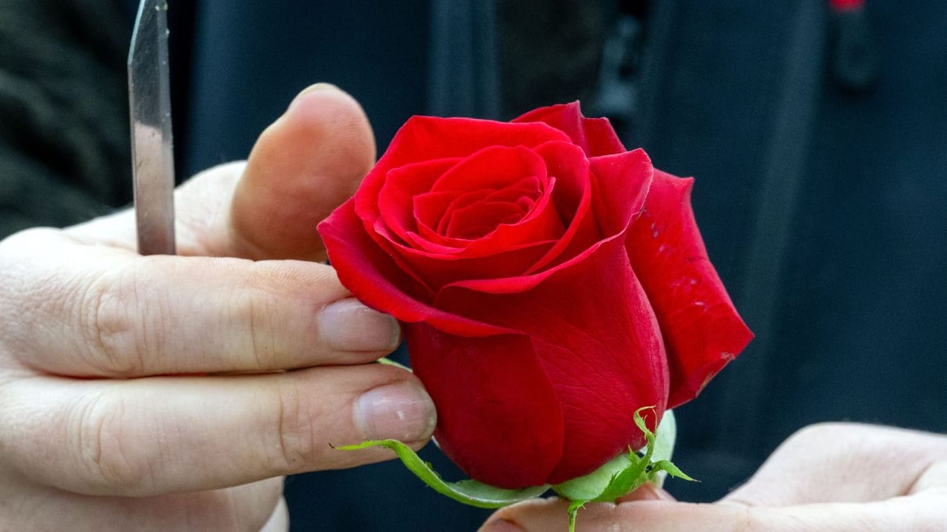Eine Floristin mit einer roten Rose: Wer seine Liebe mit Blumen zeigen will, muss dieses Jahr auch zu deutlich höheren Kosten bereit sein.