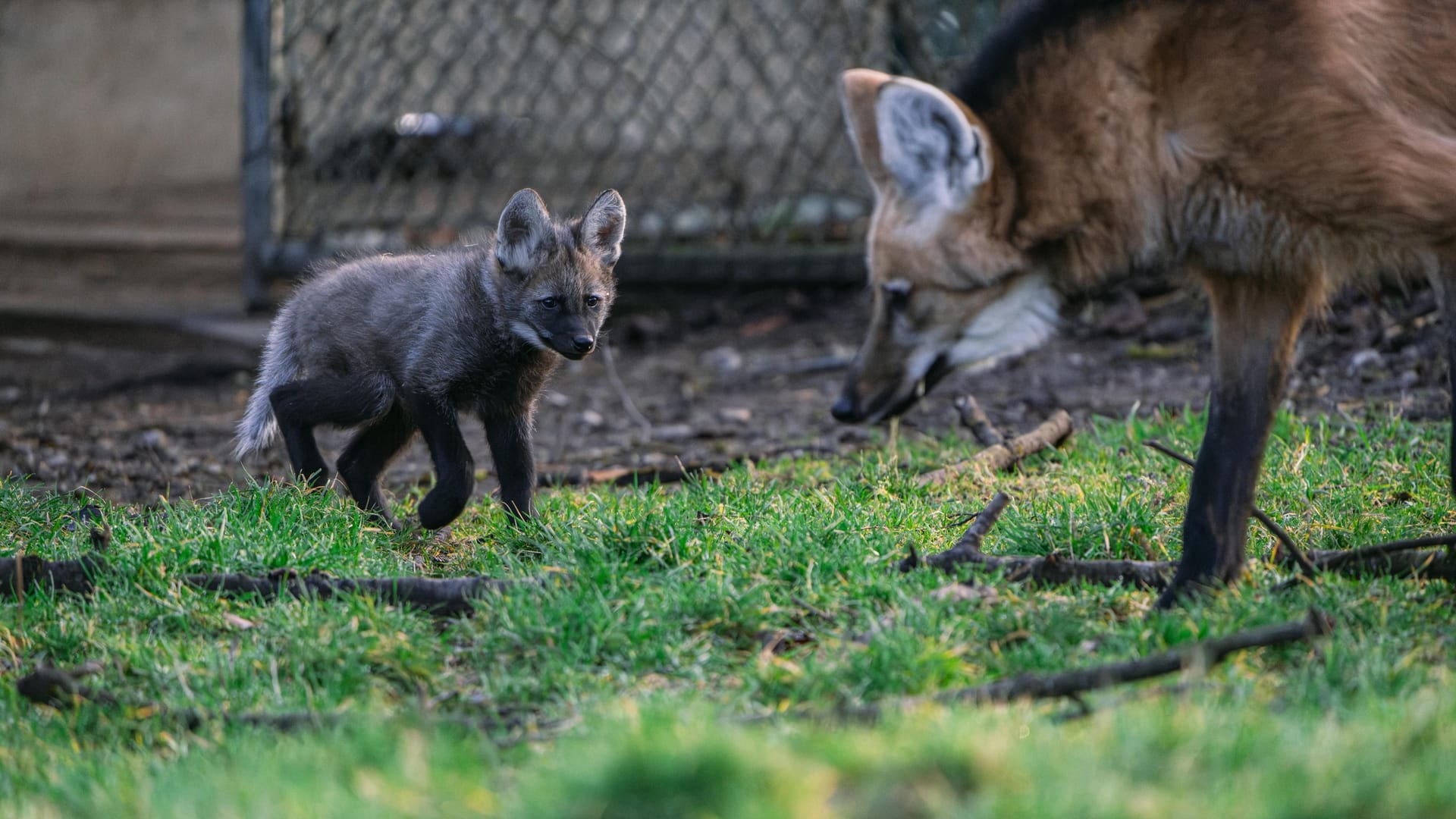 Die ersten Wochen der Wolfsfamilie in Hellabrunn verliefen sehr harmonisch.