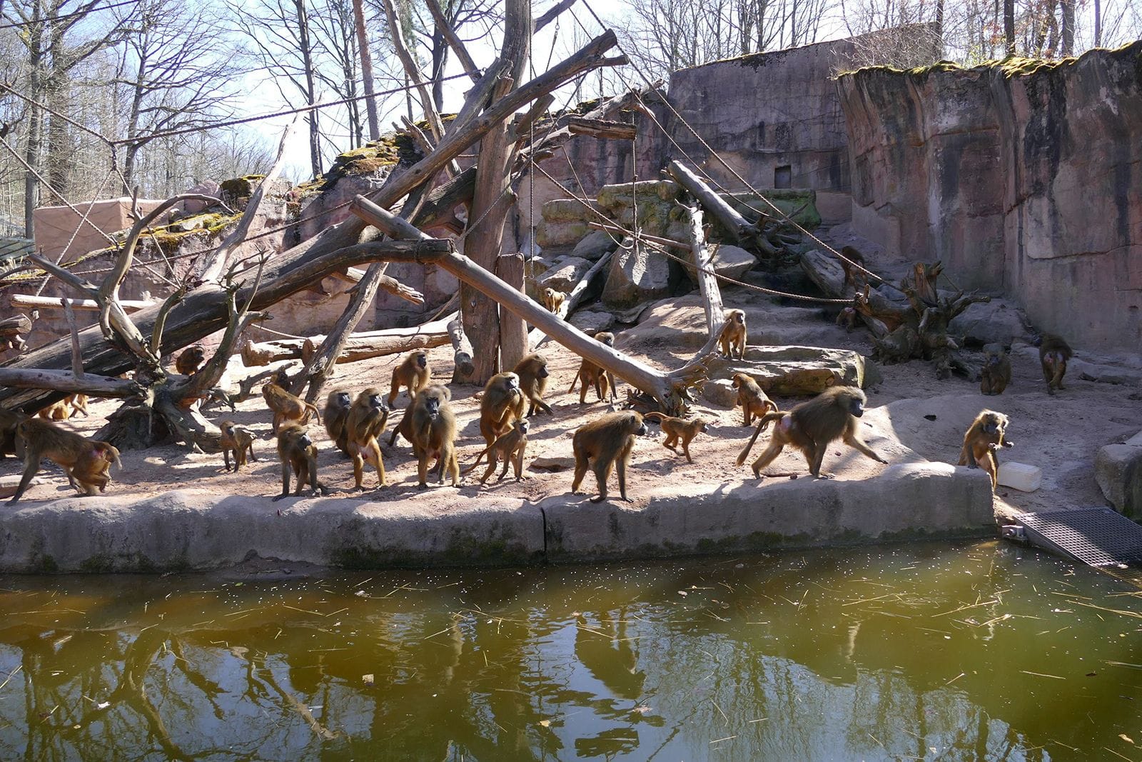 Guinea-Paviane im Tiergarten Nürnberg.