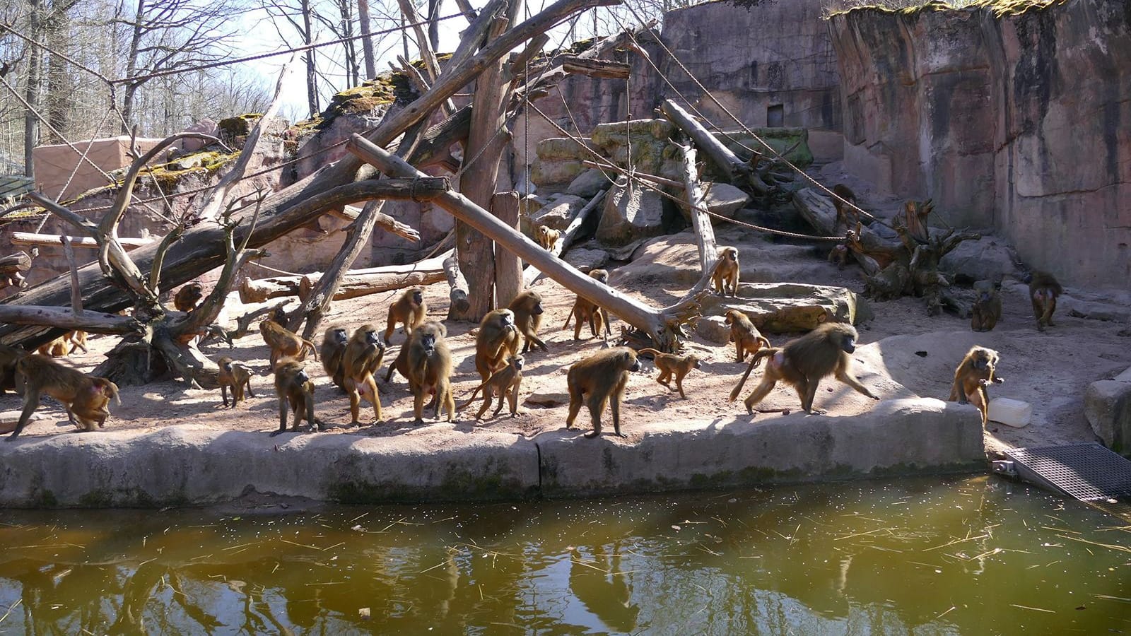 Guinea-Paviane im Tiergarten Nürnberg.