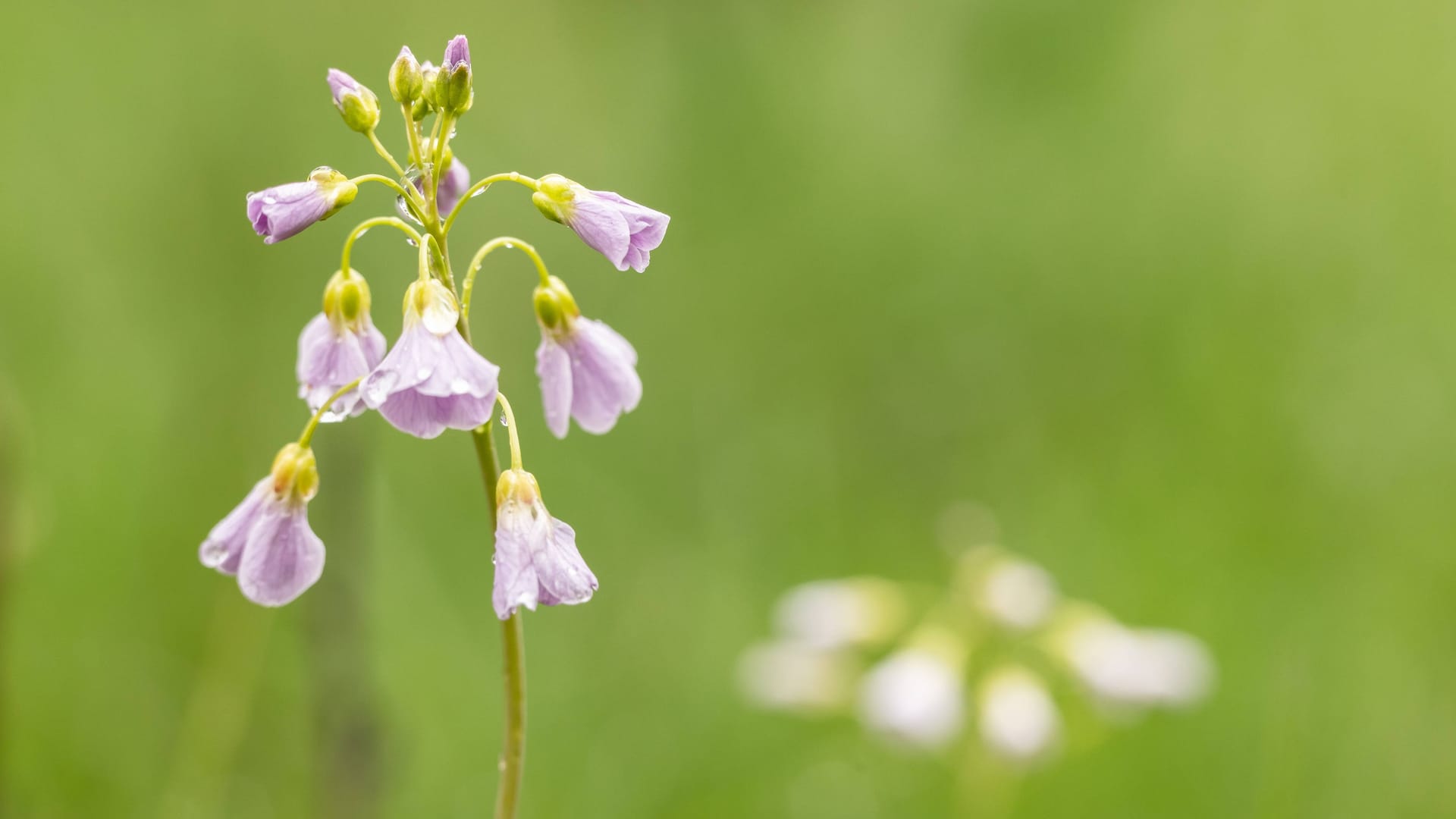 Regentropfen hängen an den Blüten von Wiesenschaumkraut (Archivbild): Regional werden bis zu 19 Grad erwartet.