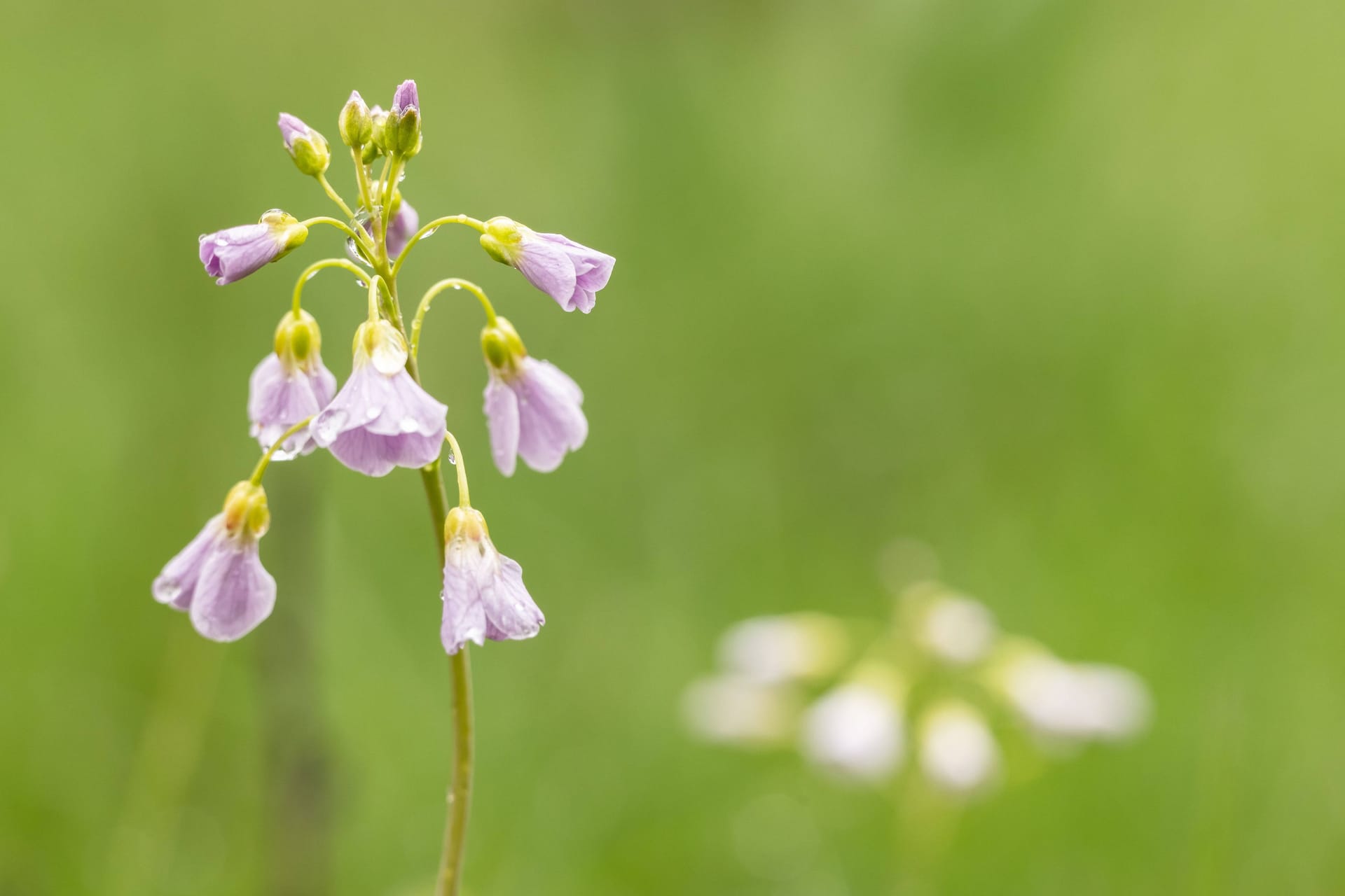 Regentropfen hängen an den Blüten von Wiesenschaumkraut (Archivbild): Regional werden bis zu 19 Grad erwartet.