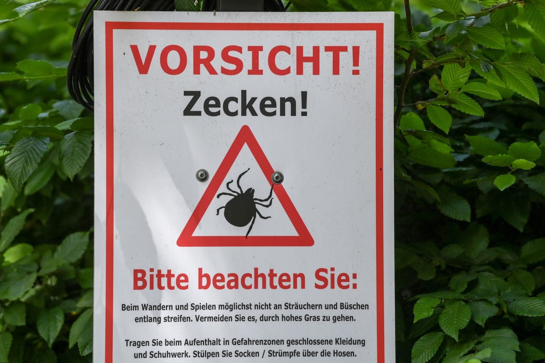 Warnung vor Zecken